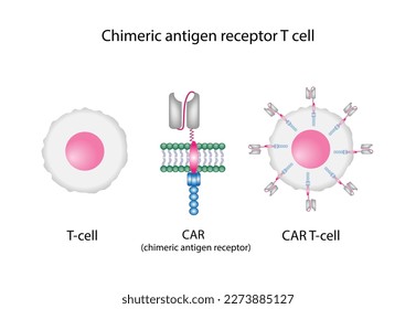 T-cell and Chimeric antigen receptor T cell ,CAR T cell, for use in immunotherapy. chemotherapy. vector illustration