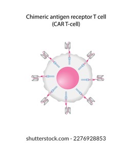 T-cell and Chimeric antigen receptor T cell ,CAR T cell, for use in immunotherapy. chemotherapy. vector illustration