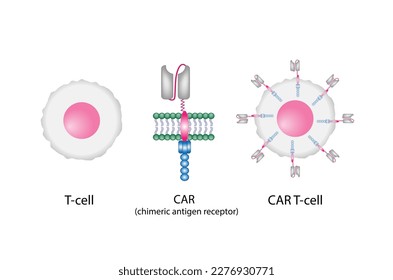 T-cell and Chimeric antigen receptor T cell ,CAR T cell, for use in immunotherapy. chemotherapy. vector illustration