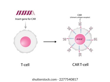 T-cell and Chimeric antigen receptor T cell ,CAR T cell, for use in immunotherapy. chemotherapy. vector illustration
