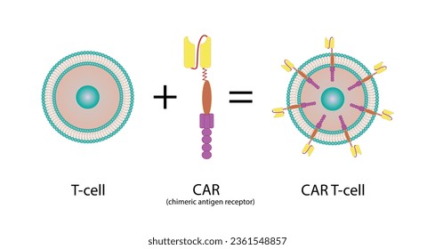 Célula T y receptor de antígenos quiméricos T, célula T CAR, para su uso en inmunoterapia. quimioterapia. ilustración vectorial