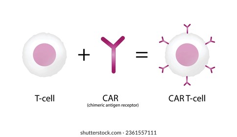 T-cell and Chimeric antigen receptor T cell ,CAR T cell, for use in immunotherapy. chemotherapy. vector illustration.