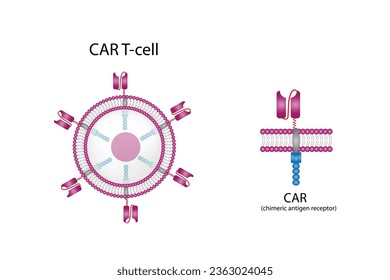 Célula T y receptor de antígenos quiméricos T, célula T CAR, para su uso en inmunoterapia. quimioterapia. ilustración vectorial.