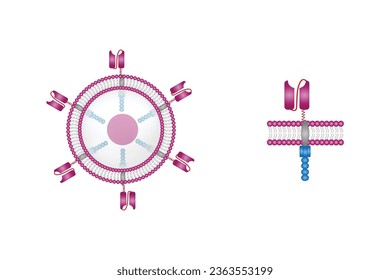 Célula T y receptor de antígenos quiméricos T, célula T CAR, para su uso en inmunoterapia. quimioterapia. ilustración vectorial.