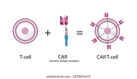 Célula T y receptor de antígenos quiméricos T, célula T CAR, para su uso en inmunoterapia. quimioterapia. ilustración vectorial.