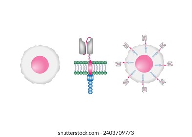 Célula T y receptor de antígenos quiméricos T, célula T CAR, para su uso en inmunoterapia. quimioterapia. ilustración vectorial