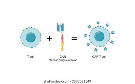 Célula T e célula T do receptor do antígeno quimérico, célula T CAR, para uso em imunoterapia. Quimioterapia. Ilustração vetorial.