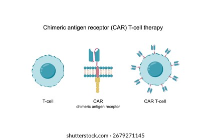 Célula T y receptor de antígeno quimérico, célula T CAR, para su uso en inmunoterapia. Ilustración vectorial.	