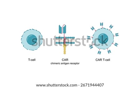 T-cell and Chimeric antigen receptor T cell ,CAR T cell, for use in immunotherapy. Chemotherapy. Vector illustration.