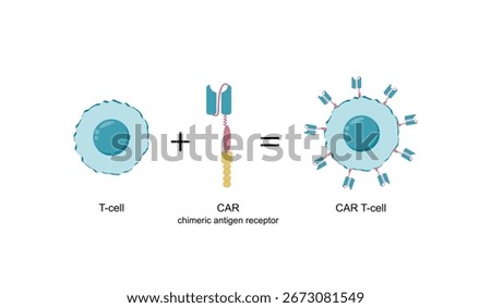 T-cell and Chimeric antigen receptor T cell ,CAR T cell, for use in immunotherapy. Chemotherapy. Vector illustration.