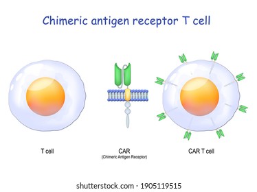 T-cell, Close-up Of A Chimeric Antigen Receptor, And  CAR T Cell. T-cell Receptor For Use In Immunotherapy. Vector. Chemotherapy.