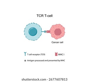 T-cell therapy, T cell receptor (TCR), for use in immunotherapy. Cancer treatment. Vector illustration.