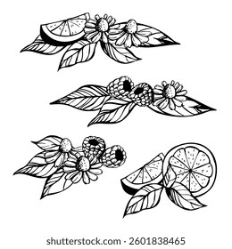 Tea with additives. Lemon, raspberry, chamomile. Vector sketch illustration