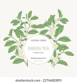 Tea background. Hand drawn Camellia sinensis plant. Green tea branches with leaves and flowers. Vector illustration. Round frame design.