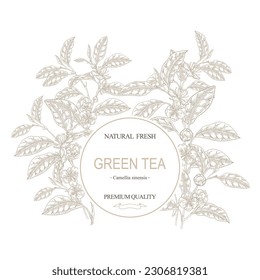 Tea background. Hand drawn Camellia sinensis plant. Green tea branches with leaves and flowers. Vector illustration in sketch style. Round frame design.