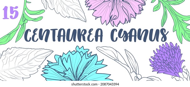 tea box design with cornflower. Herbal engraved style illustration.