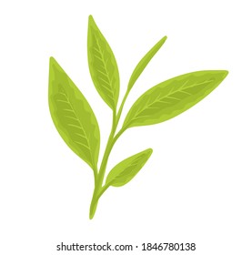 tea branch. fresh green matcha tea leaves.