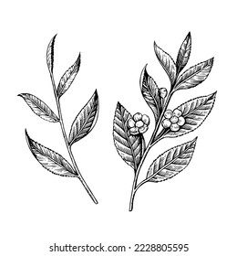 Tea branch illustration in black and white engraving retro style isolated on white background. Vector drawing