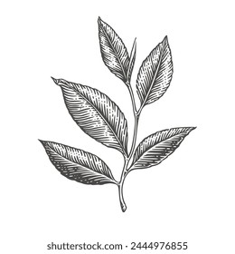 Tea branch with leaves. Engraving style. Vector illustration.	