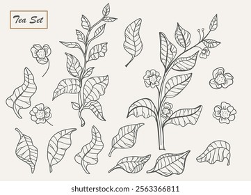 Tea bush branches with leaves and flowers - Botanical contour vector illustration