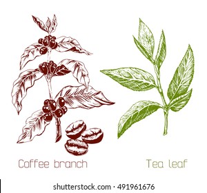 Tea And Coffee Tree Set. Tea Leaves And Coffee Branch With Beans.