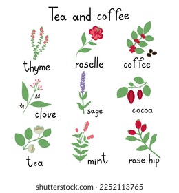 Tea and coffee vector plants collection