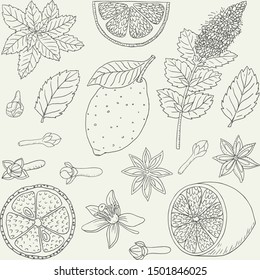 Tea collection.Vector hand drawn illustration of different ingredients for a nice tea drinking. Herbs, spices and fruits on a white background