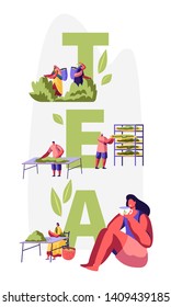 Tea Concept. Male and Female Characters in Traditional Indian Clothes Collecting Fresh Tea Leaves on Plantation, Woman Drinking Tea. Poster, Banner, Flyer, Brochure. Cartoon Flat Vector Illustration