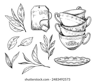 Tea cups, bag and leaves vintage vector sketch drawing