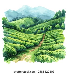 tea fields vector illustration in watercolor style