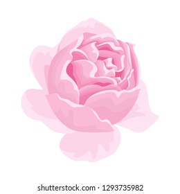 Tea fragrant pink rose flower icon. Vector illustration  in cartoon flat style isolated on white. 