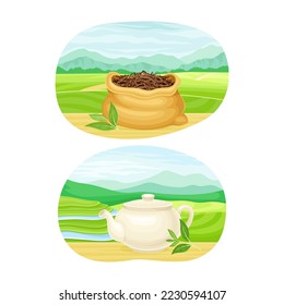 Tea Green Terrace Field Plantation with Sack and Teapot with Hot Aromatic Beverage Vector Set