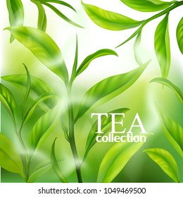 Tea. Green Young Fresh Fragrant Leaves Branches Shoots and Sprouts. Landscape. Vegetative background. Tea plantation.
Stock vector.