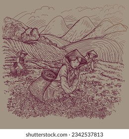 Tea harvest in China. Girls in national costume collect tea leaves. Against the backdrop of the nature of China, mountains and fields, tea plantations. Vector drawing suitable for packaging tea