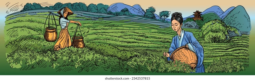 Tea harvest in China. Girls in national costume collect tea leaves. Against the backdrop of the nature of China, mountains and fields, tea plantations. Vector drawing suitable for packaging tea