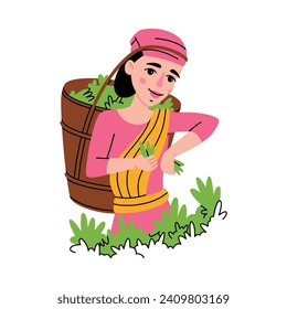 Tea Harvest with Indian Woman Gather Green Leaf in Basket on Plantation Vector Illustration