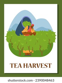 Tea harvest, man on the plantation, vector illustration in flat cartoon style. Card about harvesting, male character of rural farmer on green field, picking leaf of tea plant, collecting into basket