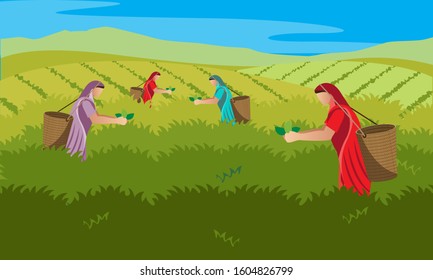 tea harvester women collecting leaves vector illustration