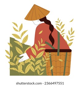 Tea harvesting season. Young woman wearing traditional asian sedge hat picking tea leaves. Green tea plantation cultivation work. Chinese or Japanese agriculture. Flat vector illustration