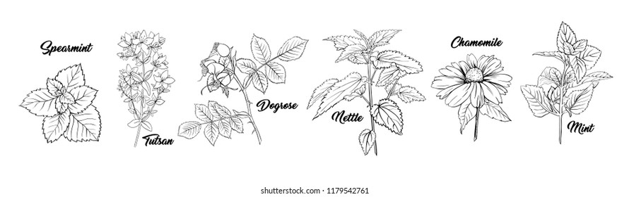 Tea Herbs Botany Plants Engraving Set. Sketch Isolated Hand Drawn Contour Illustration of Stinning Daisy or Chamomile Flower. Dogrose, Mint, Tutsan Herb. Herbal Medicine Nettle. Aromatherapy on White