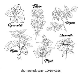 Tea Herbs Botany Plants Engraving Set. Sketch Isolated Hand Drawn Contour Illustration of Stinning Daisy or Chamomile Flower. Dogrose, Mint, Tutsan Herb. Herbal Medicine Nettle. Aromatherapy on White