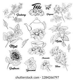 Tea Herbs Botany Plants Outline Set. Sketch Isolated Hand Drawn Engraved Illustration of Stinning Daisy or Chamomile Flower. Dogrose, Mint, Tutsan Herb. Herbal Medicine Nettle. Seaberry and Sunflower