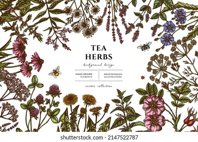 Tea herbs hand drawn illustration design. Background with retro chamomile, mint, chicory, etc.