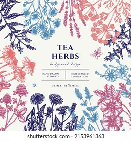 Tea herbs hand drawn illustration design. Background with vintage chamomile, mint, chicory, etc.