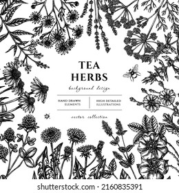 Tea herbs hand drawn illustration design. Background with sketch chamomile, mint, chicory, etc.