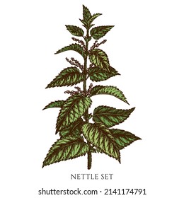 Tea herbs hand drawn vector illustrations collection. Colored nettle.