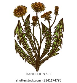 Tea herbs hand drawn vector illustrations collection. Colored dandelion.