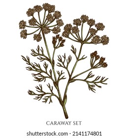 Tea herbs hand drawn vector illustrations collection. Colored caraway.