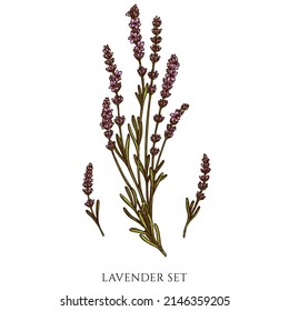 Tea herbs hand drawn vector illustrations collection. Colored lavender.