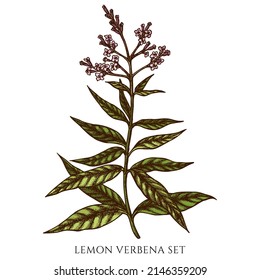 Tea herbs hand drawn vector illustrations collection. Colored lemon verbena.